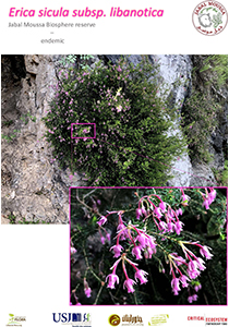  poster image of Erica sicula libanotica